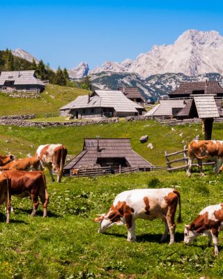 Velika planina