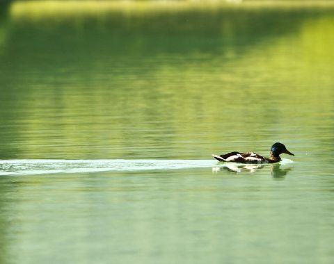 2010_07_08_photo_RozleBregar_011.jpg